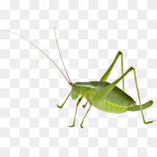 Realistic Grasshopper Png File Download Free - Do Crickets Fly 