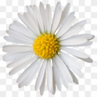 Vegetation Daisie 05 - Daisy Texture Png, Transparent Png - 691x756 ...