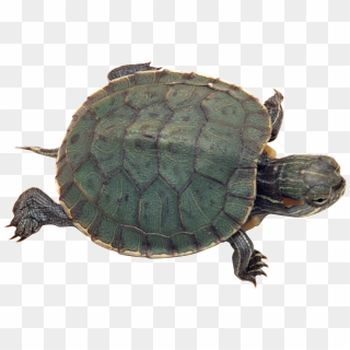 Turtle Png Transparent Turtlepng Images Pluspng - Diferentes Especies ...