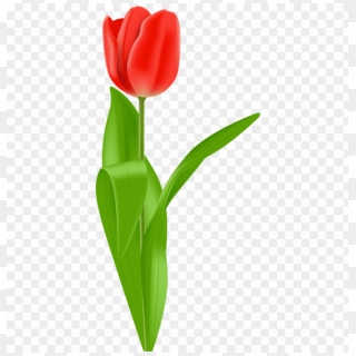 Download Tulip Png Images Background - Tulip Png, Transparent Png ...