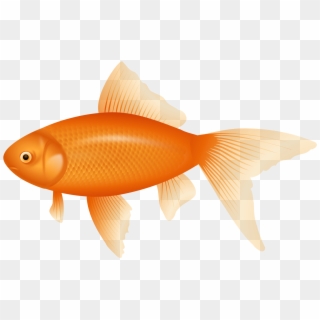 Orange Fish Png Clipart - Transparent Background Fish Clipart, Png Download