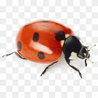 Ladybug Png Alta Resolução - Ladybug Rosa, Transparent Png - 800x768  (#153095) - PinPng