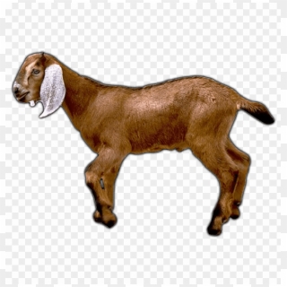 Free Png Goat Png Png Image With Transparent Background - இடுகுறிப் ...