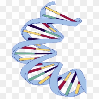 Dna Structure Clipart Clipart Transparent Background - Dna Double Helix ...