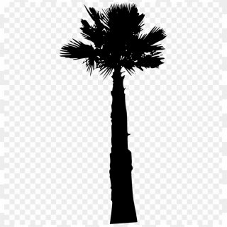 Free Png Palm Tree Png - Sabal Palmetto, Transparent Png - 480x987 ...