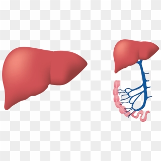 Free Liver PNG Images | Liver Transparent Background Download - PinPNG