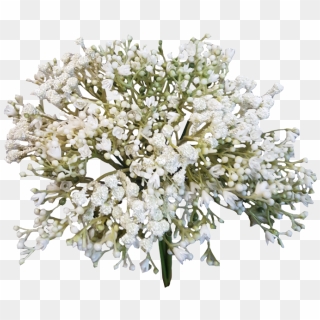 Baby Breath Flower Png - Flowers Png Baby's Breath, Transparent Png