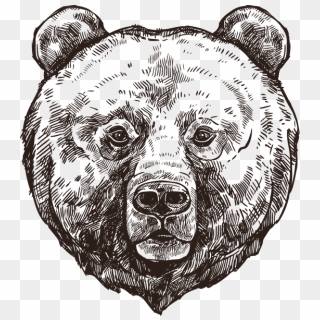 Grizzly Drawing Sketch - Roaring Bear Drawing Png, Transparent Png