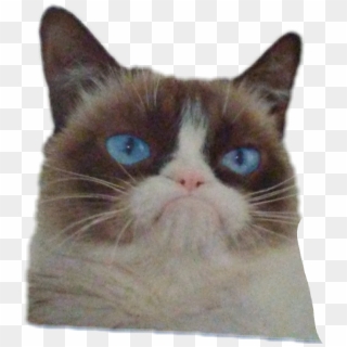 High Quality Grumpy Cat Sticker Blank Meme Template - Potkan Mys, HD ...