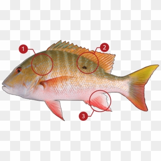 How To Identify A Mutton Snapper - Perch, HD Png Download - 873x369 ...