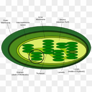 Into The How Photosynthesis - Granum Chloroplast, Hd Png Download 