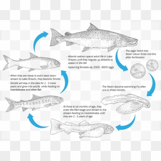 The Atlantic Salmon Life Cycle - Salmon Life Cycle, HD Png Download ...