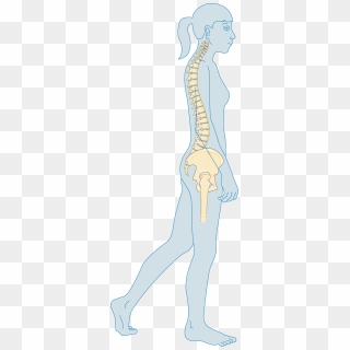 Adolescent - Osteoporosis, HD Png Download - 634x1692 (#3481111) - PinPng