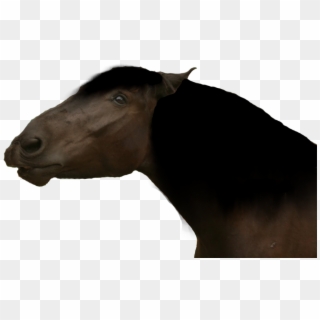 900 X 629 4 - Funny Horse Face Png, Transparent Png