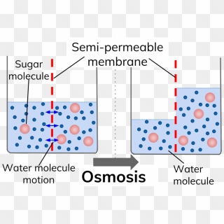 Experimental Demonstration Of Osmosis - Osmosis Diagram, HD Png ...