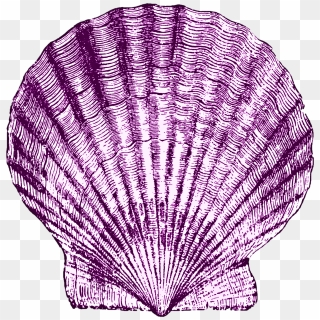 purple seashell png