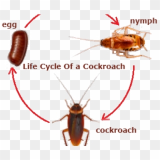 German Cockroach Pest American Cockroach Drawing - Cockroach Drawing 