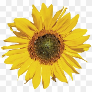 Free Free 281 Transparent Background Realistic Sunflower Svg SVG PNG EPS DXF File