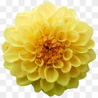 download yellow flowers png images png gif base download yellow flowers png images