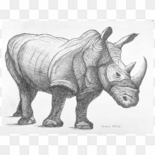 Drawn Rhino Realistic - Indian Rhinoceros, HD Png Download - 1000x750 ...