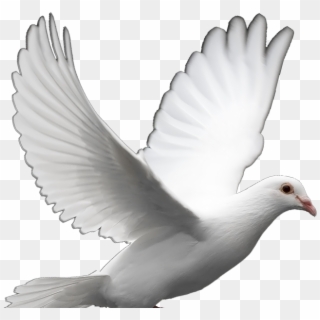 Pigeon Png - Dove Png, Transparent Png - 1750x1991 (#7905) - PinPng