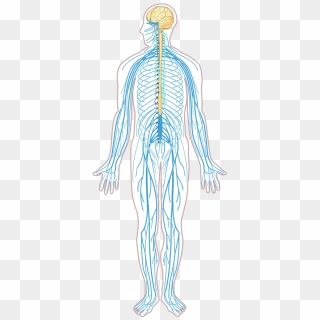 Central And Peripheral Nervous Systems - Human Nervous System Without ...