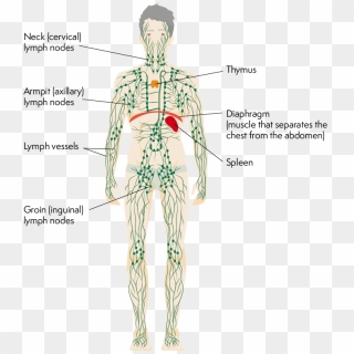 The Systemic Circulation - Systemic Circulation Cycle Completed, HD Png ...