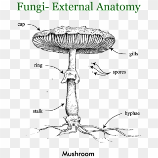 Fungi, Lichens - Fungus Anatomy, HD Png Download - 700x481 (#4162244 ...