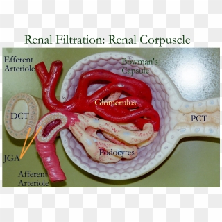 Model Of Kidneys Labeled - Renal Corpuscle, HD Png Download - 1100x800 ...