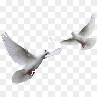 White Dove Clipart Dove Open Wing - Clip Art White Dove, HD Png ...