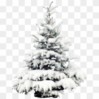 #tree #trees #winter #snow #terrieasterly - Snow Tree Png, Transparent Png