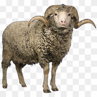 Png File Sheep Icon Png Transparent Png 980x834 467004 Pinpng Png File Sheep Icon Png Transparent Png 980x834 467004 Pinpng