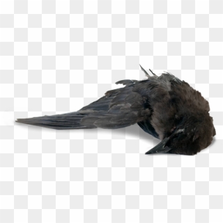 Dead Bird PNG, Vector, PSD, and Clipart With Transparent