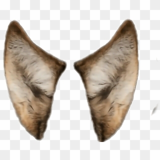 #wolf #ears#freetoedit - Transparent Wolf Ears Png, Png Download ...