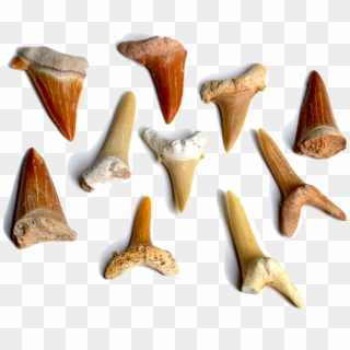 Our Sharks' Teeth Come From The Sahara Desert In Morocco - Marine ...