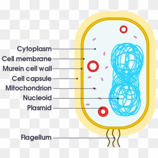 Diagram Showing The Sections Of A Phytoplankton Cell - Phytoplankton ...