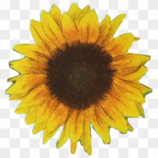 Free Free 107 Transparent Background Simple Sunflower Clipart SVG PNG EPS DXF File