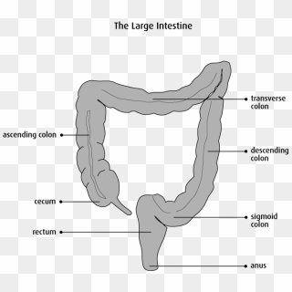 Diagram Of The Large Intestine - Colostomie Ileostomie, HD Png Download ...