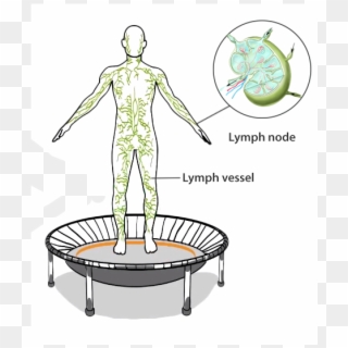 A Graphic Representation Of The Human Lymphatic System - Lymphatic System Exercise, HD Png Download