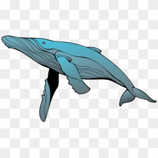 Clipart Whale Public Domain - Humpback Whale Clipart, HD Png Download ...