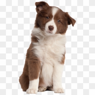 puppy png
