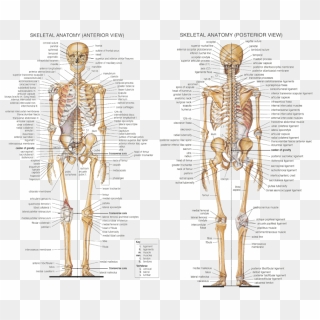 Anatomy Axial Skeleton - Human Skeleton 206 Bones Labeled, Hd Png 