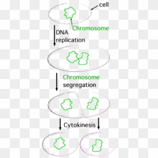 In Binary Fission, The Single Chromosome Is Copied - Binary Fission, HD ...