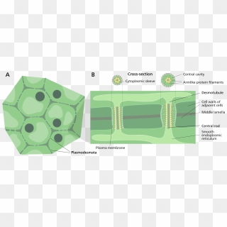 Simple Diagram Of Plant Cell - Plant Vs Animal Cells Simple, HD Png ...