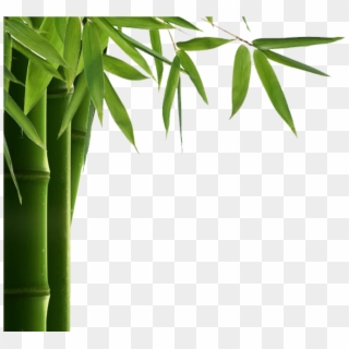 Bamboo Leaf Png Hd - Png Hd Image Download, Transparent Png - 1024x893 ...