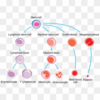 Illustration Showing How Uncontrolled Cell Growth Leads - Figurine, HD ...