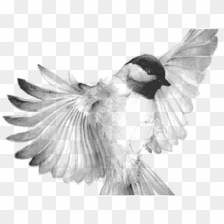 Chickadee Clipart Male Female - Ruiseñor Dibujo A Lapiz, HD Png ...