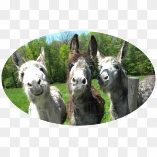 Burro, HD Png Download - 480x687 (#6321753) - PinPng