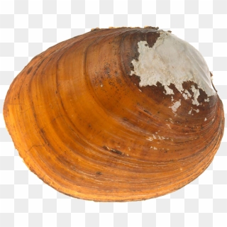 Clams Baltic Clam Hd Png Download X Pinpng