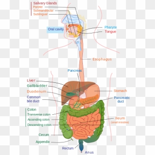 Digestive System Diagram Edit - Digestive System Diagram, HD Png ...